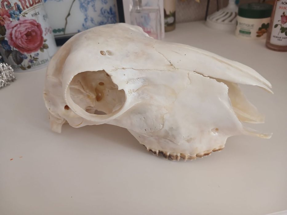 Декоративный элемент. Череп.