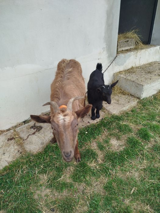 Vând capră la prima fătare cu iadă de ținut