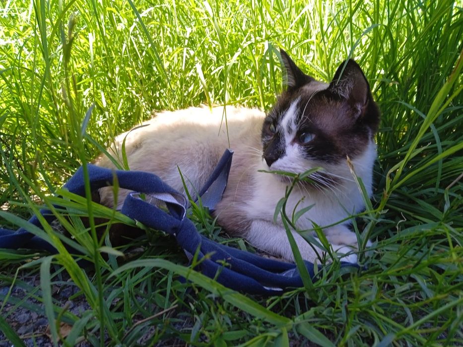 Мысык 2 жасар еркек