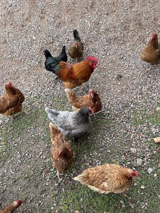 Үйдің тауықтары 5000 теңгеден.