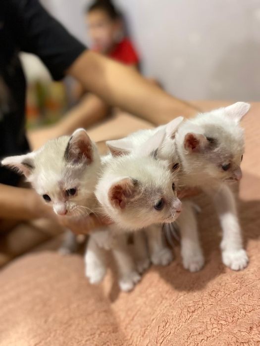 Отдам белых котят