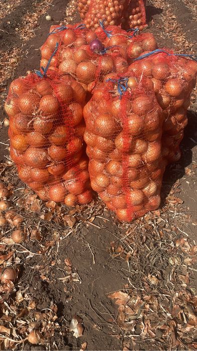 Ceapa de toamna Legend F1