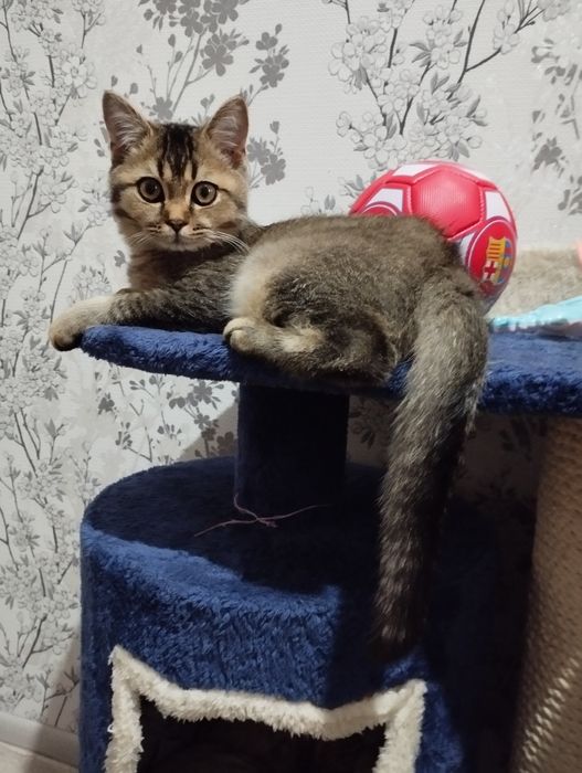 Шатлански шиншила британски қулоқ,сотилади, 100$ уғил бола