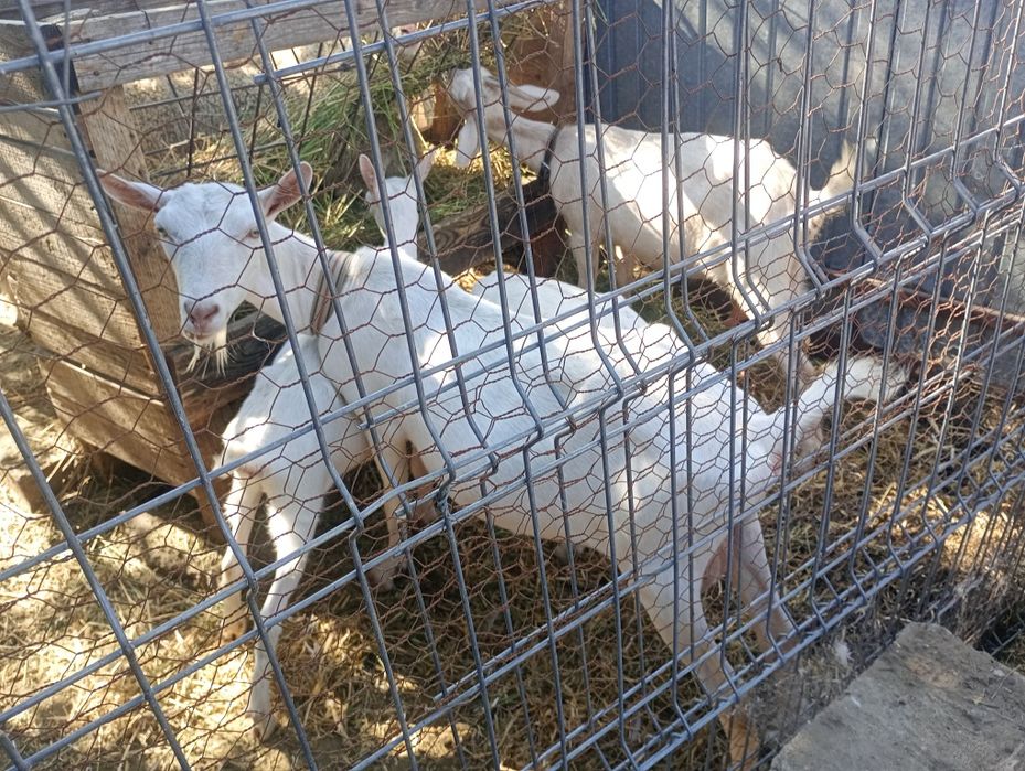 Capr și iada sanin