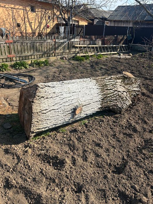 Trunchi de nuc de vanzare