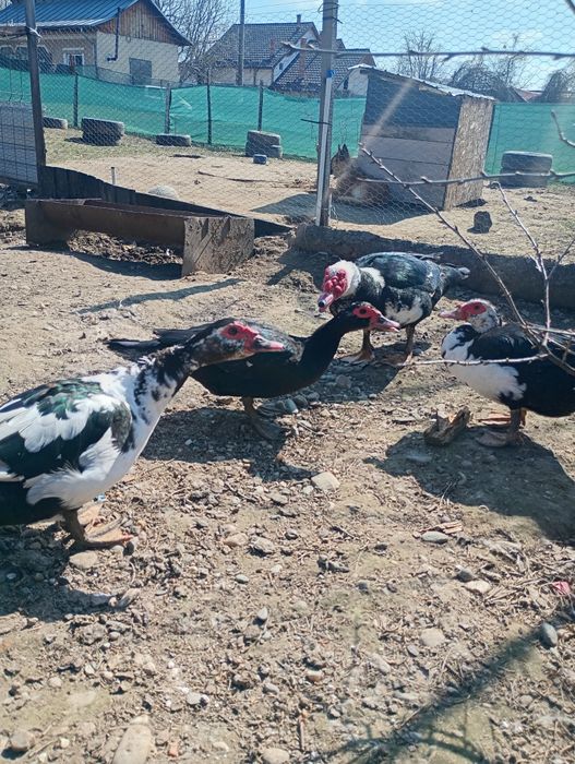 Familie rate mute 3+1