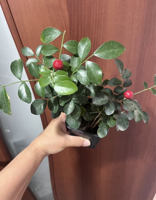 Комнатные растения