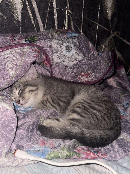 Отдам котенка, мальчик