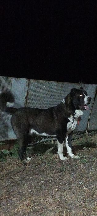 Продам щенка тобета кабель.