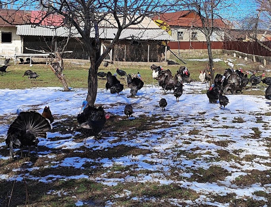 Индюки индюшки продаются