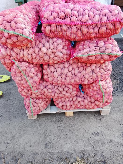 Cartofi rosu samanta