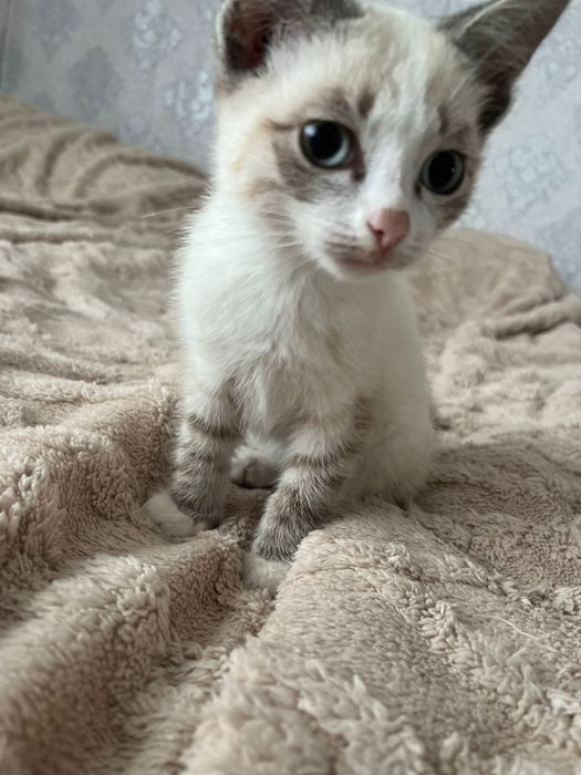 Отдам котенка доставка