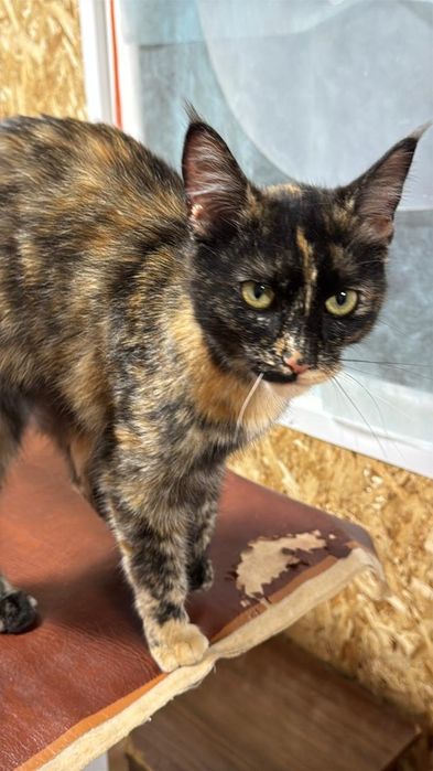 Молодая кошка черепахового окраса