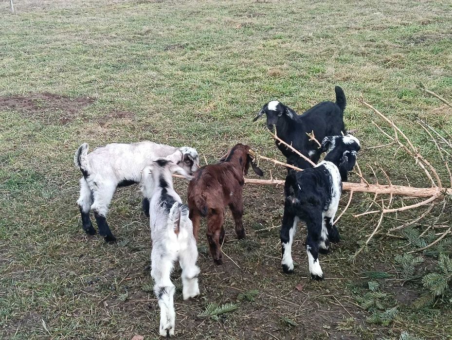 Vând tapisori anglo nubian și metis anglo nubian cu sannen