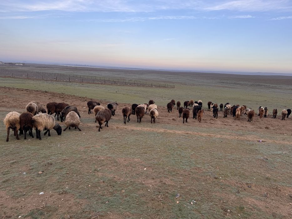 Қойлар сатылады!