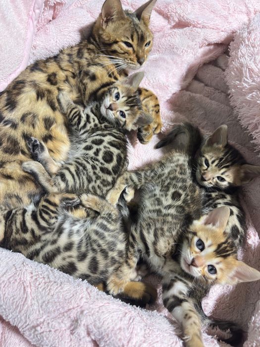 Бенгальские котята 2 месяца