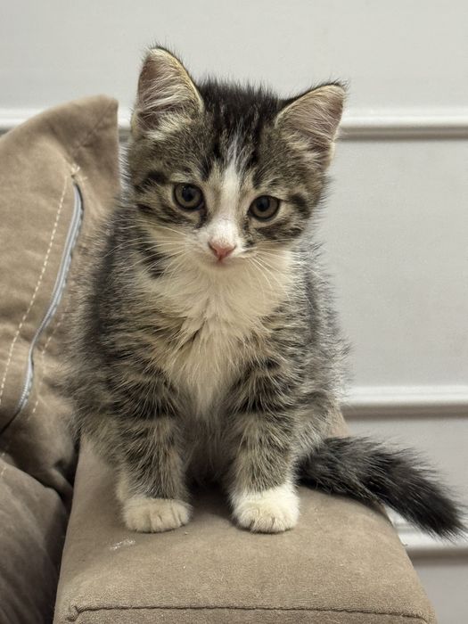 отдам хороший руки