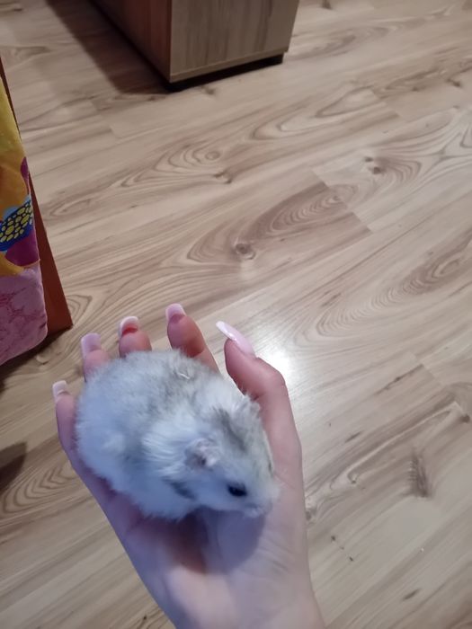 Продавам хамстерчета