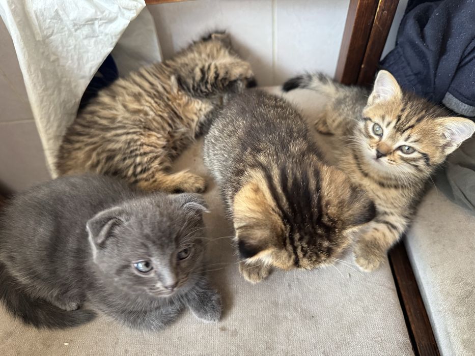 Шотландские котята