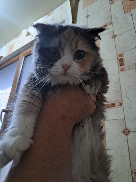 Продается котенок девочка