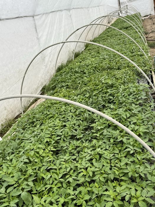 Разсад домати- червени и розови