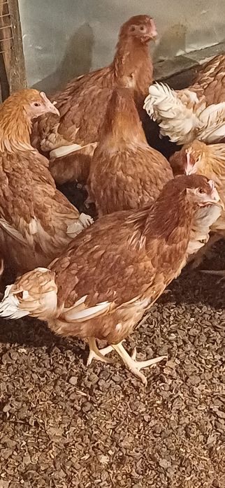 куры молодки 4 мес. Ломан Браун