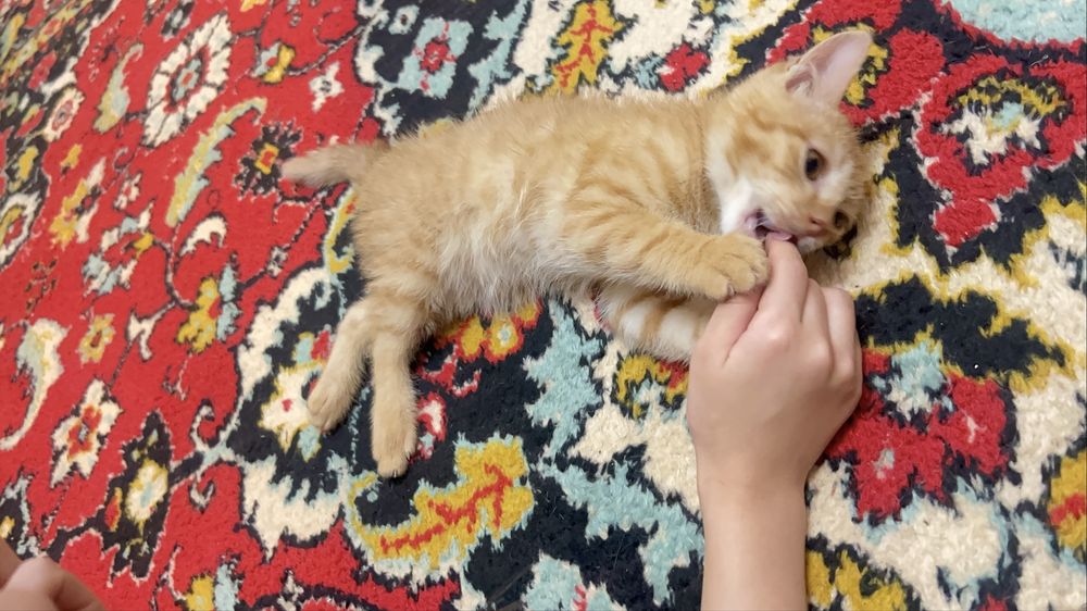 Рыжый котенок девочка