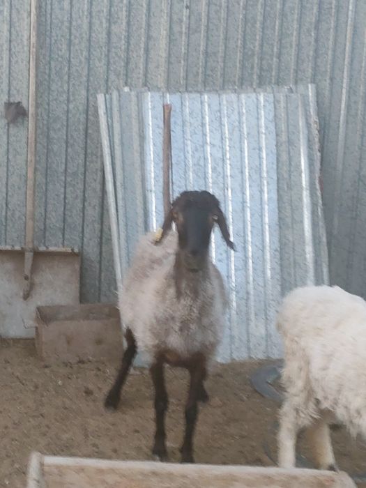 Қой сатылады  семіз
