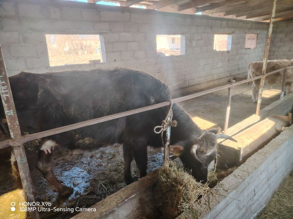 Бұзаулы сиыр сатылады