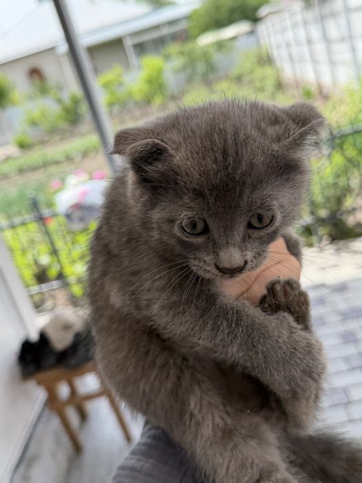 Отдаем котят в добрые руки