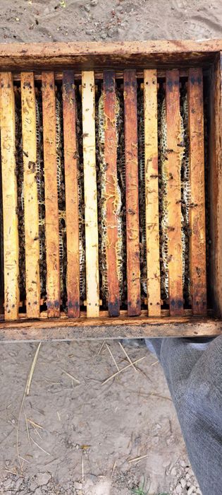 Sifatli Asal ari oilasi sotiladi