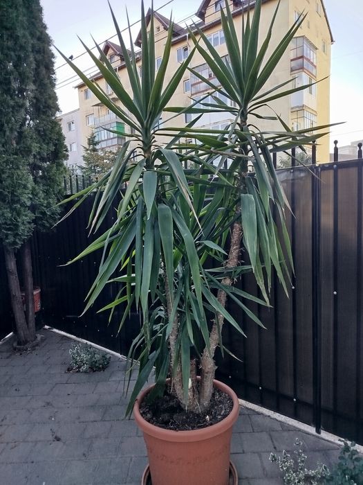 Plantă yucca, inaltimea  peste 2, 5 m