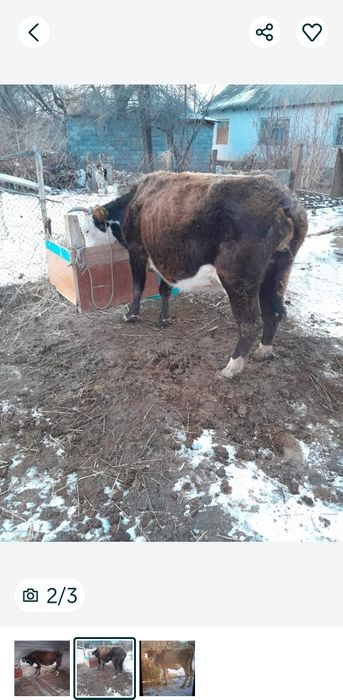 Сиыр сатылады бес туган сиыр