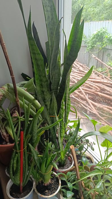 Различные цветочки