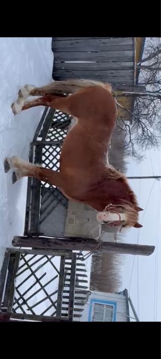 Продам жеребеца