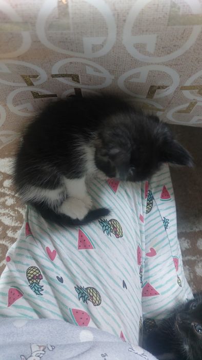 отдам котенка 1.5 мес