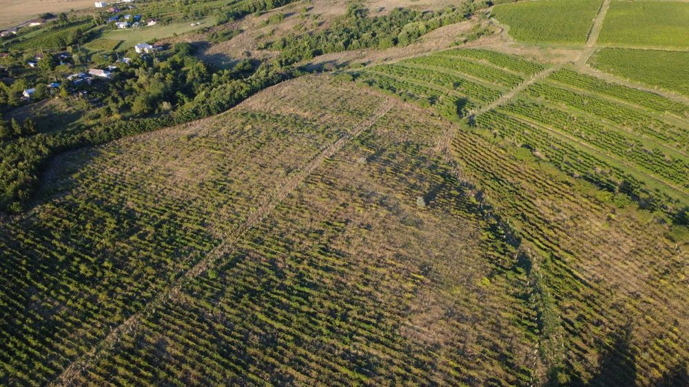 Vand teren,comuna Bucov, sat Chitorani, jud. Prahova, 5.62  ha.