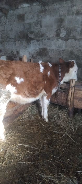 Vitica 6 luni din vaca mare bună de tinut