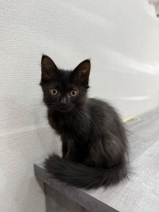 Котенок ищет дом