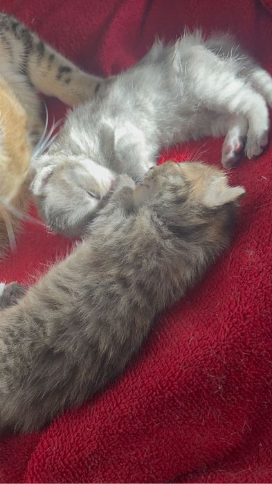 вязка,скотиш фолд