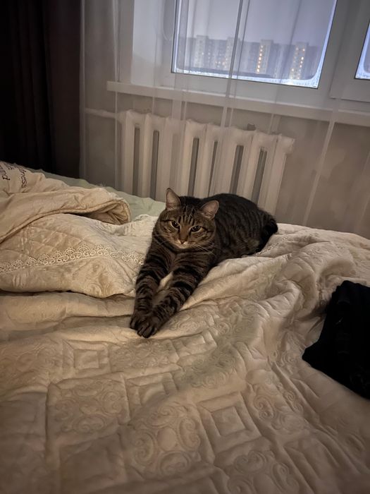 Отдам кота в добрые руки