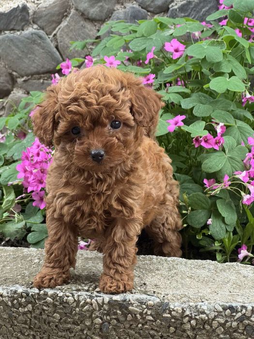 Пудел Той/Poodle Toy