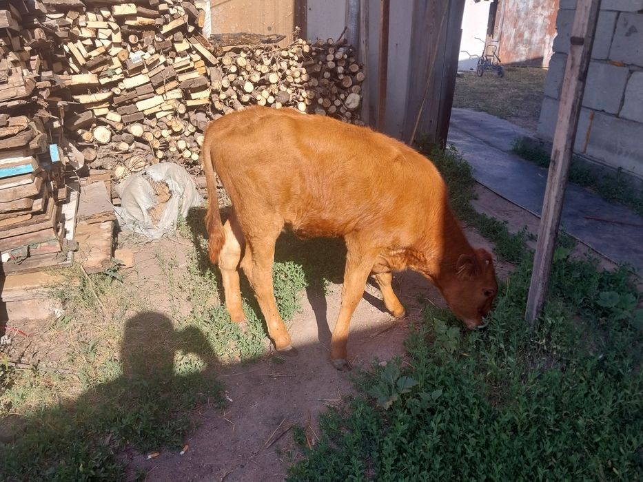 Продам теленка тёлочка