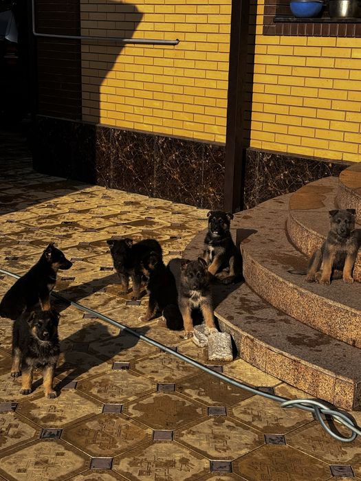 Овчарки маленькие продам