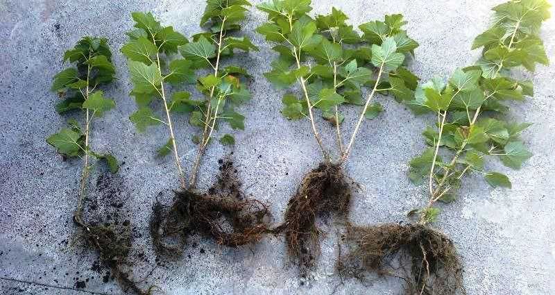 Ichkaridan eski porno