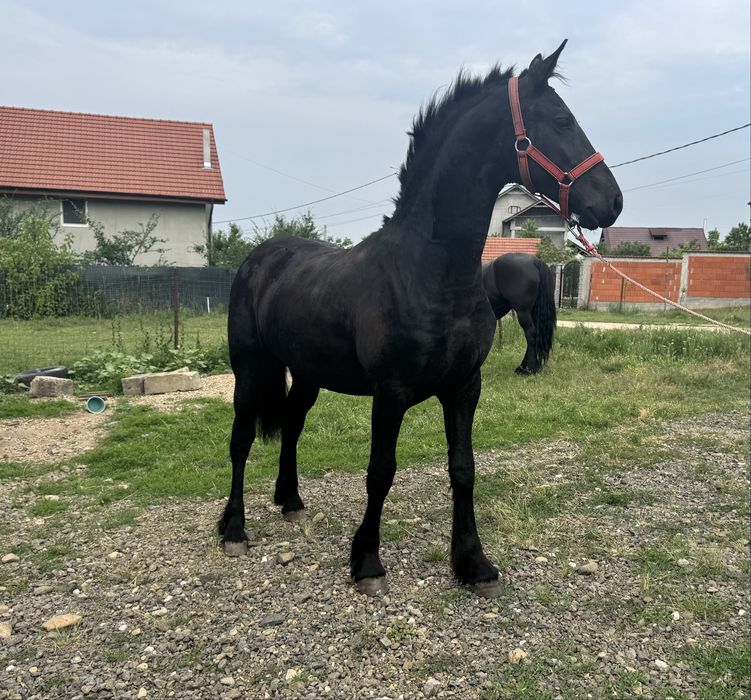 Manza Friesian/Frizian