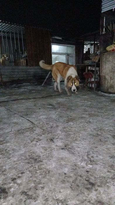 Щенок девять месяцев