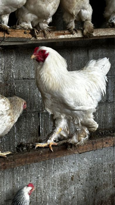 Брама - яйца для инкубации