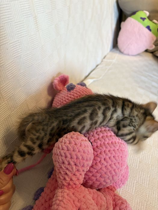 Продам бенгальских котят