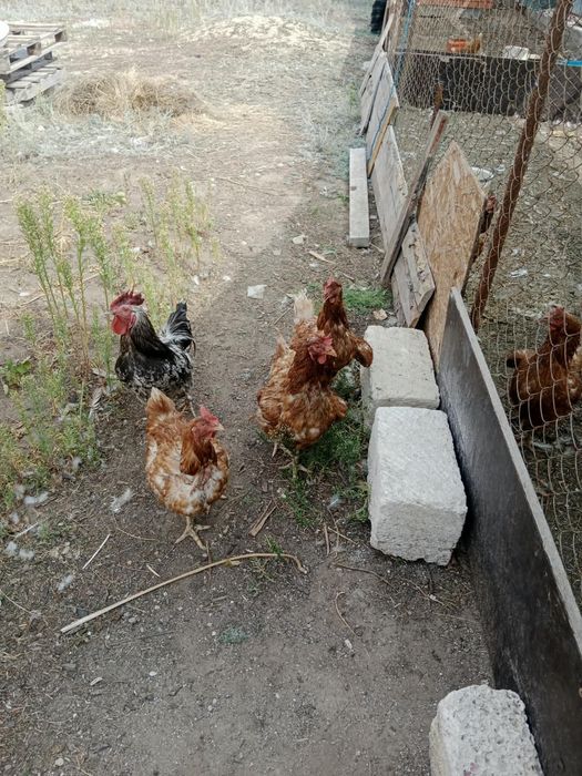 Продам кур Ломан Браун